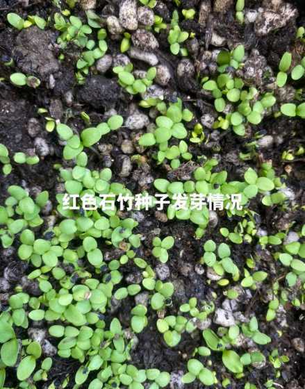薰衣草花种子怎么播种 薰衣草怎么种