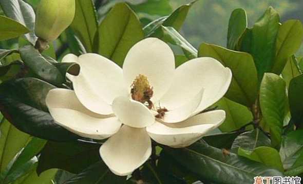 一棵玉兰树大概多少钱 玉兰树值钱吗