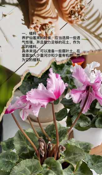 仙客来夏天开花怎么养 植物仙客来在夏季要怎么保养