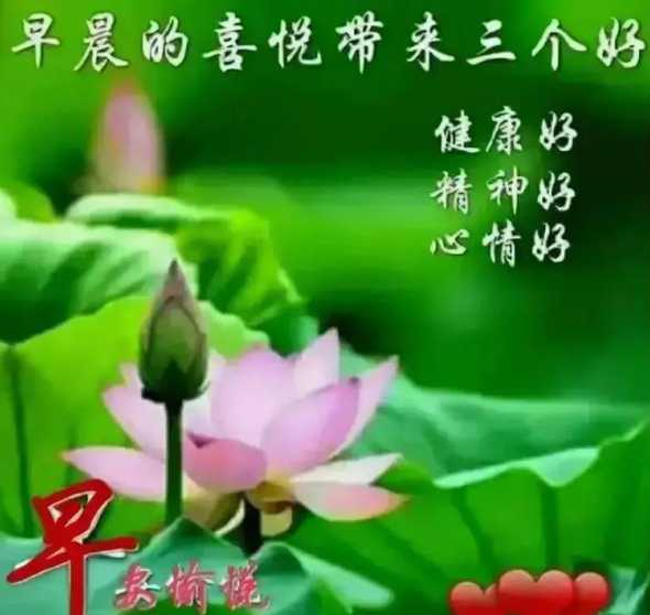 送人荷花的寓意是什么 送荷花是什么意思