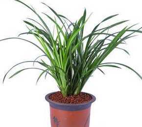 什么兰花需要大盆栽种 兰花适合用多大的盆