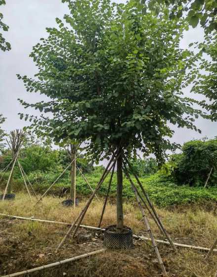 紫荆12公分什么价格 室内装修应该注意什么