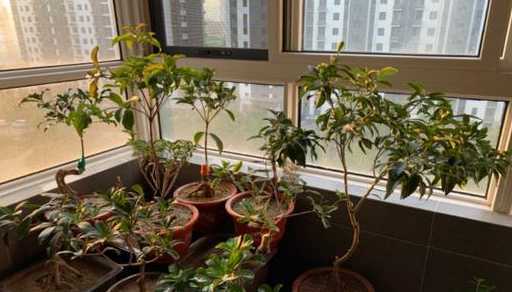 家里种桂树在什么位置 桂树在什么位置最好