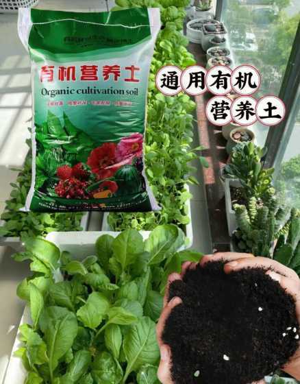 阳台种菜土壤用什么土 楼顶种菜用什么土