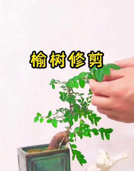 榆树怎么修剪长得茂盛 如何修剪榆树根部
