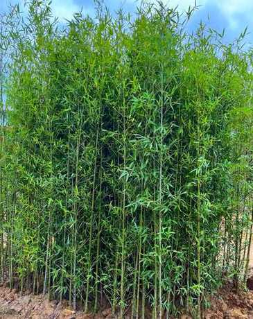 庭院种植什么品种竹子 庭院适合种什么竹子