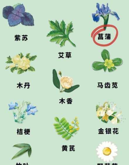 菖蒲和普通草怎么区分 俗草菖蒲