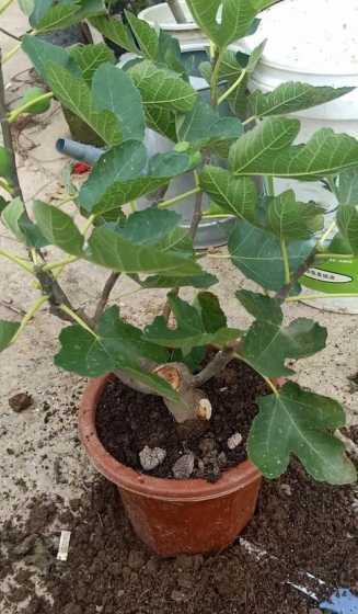 盆栽无花果怎么长得快 盆栽无花果的养殖方法和注意事项