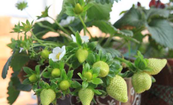 种草莓适合用什么盆栽 草莓用什么盆栽好