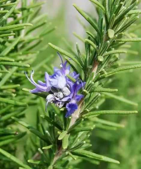 怎么能把迷迭香养开花 迷迭香如何种植更茂盛
