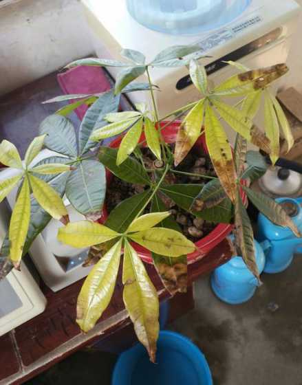 发财树温度一冷为什么 发财树适合怎样的温度培养