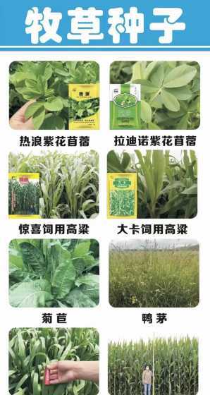 草坪种子怎么种植好看 草坪种子如何种植