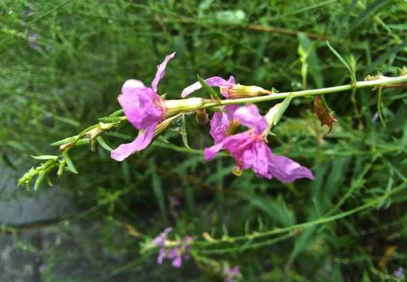 千屈菜为什么叫千屈菜 千屈菜的花语和寓意