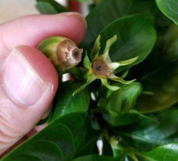 花苞自己掉了怎么解决 花苞没开就掉了是怎么回事