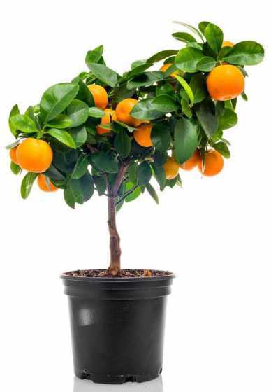 冬天桔子树盆栽怎么养 盆栽桔子树冬天怎么养 盆栽桔子树冬天如何养