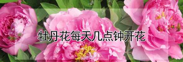 广东牡丹什么时候开花 牡丹花是几月份开花的