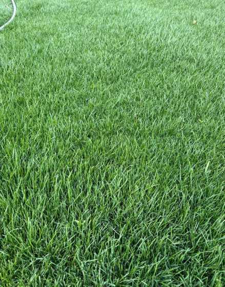 混播草坪每平方多少克 混播草坪多少钱一平方