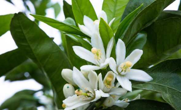 什么水果花是黄颜色的 什么水果的花是黄色的