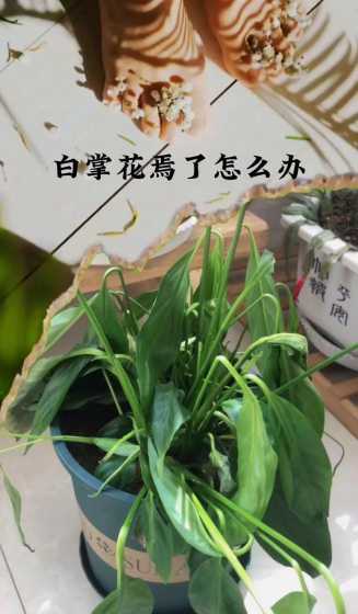 白掌为什么一直发蔫了 白掌浇水多蔫了什么原因怎样补救