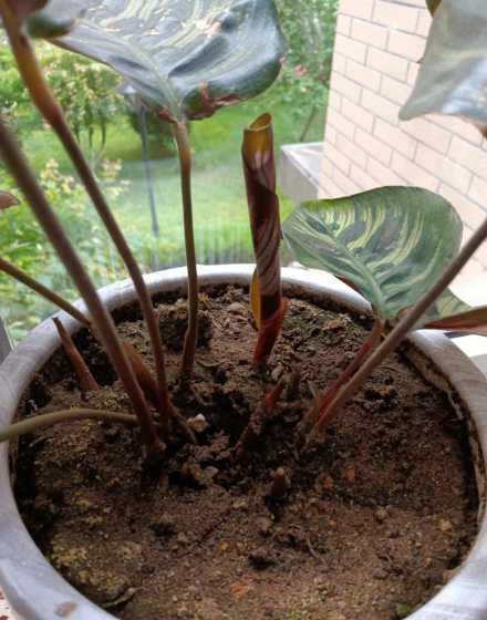 竹芋养殖方法怎么管理 竹薯种植新方法如何种植管理竹芋