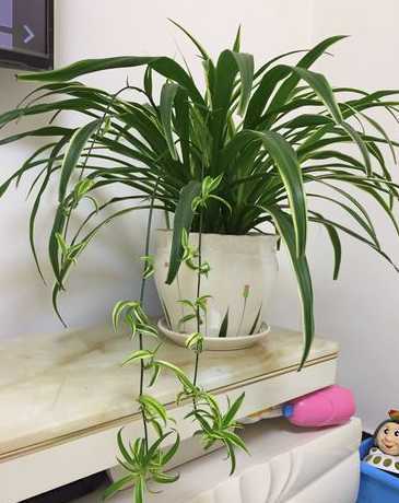 吊兰放室内有什么好处 在家里养吊兰,都有什么好处