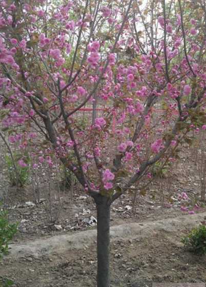 5公分的樱花什么价格 樱花5-6公分的多少钱一棵