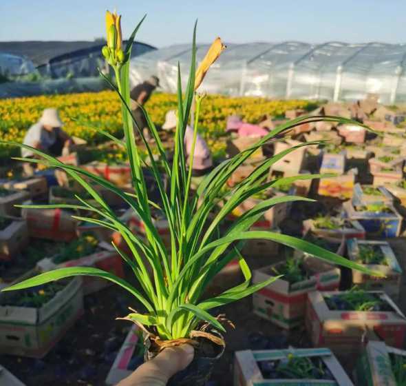 金娃娃萱草一丛多少棵 金娃娃萱草一平米栽植几棵,谢谢各位