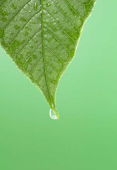 叶子叶尖有水是为什么 春雨叶片上为什么一直有水珠