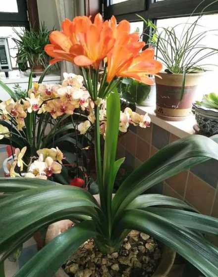 家里养什么花最能发财 家里插什么鲜花最旺财