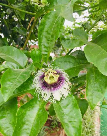 无花果的花在什么哪里 无花果的花在果实的内部还是外部