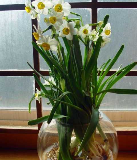 水养水仙花体长怎么样 水培水仙花可以养多久