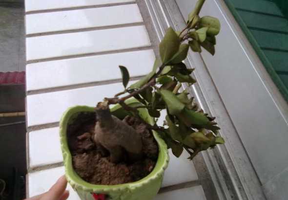 盆景枝条断了怎么补救 盆景修剪时,哪些枝条要修,哪些不能修