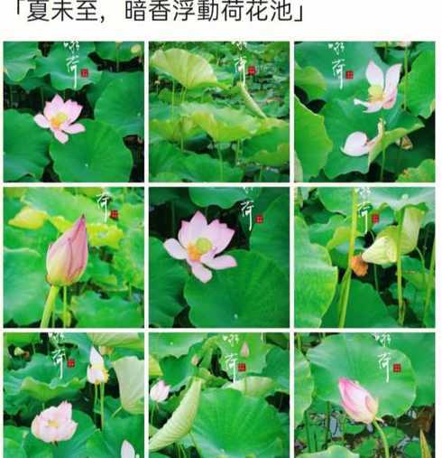 南方莲花什么时候开花 南方荷花几月份开花