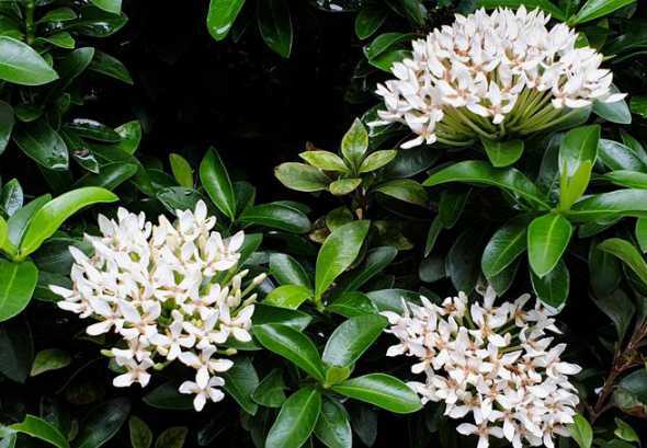 非洲茉莉怎么养叶子绿 非洲茉莉的养殖方法及注意事项