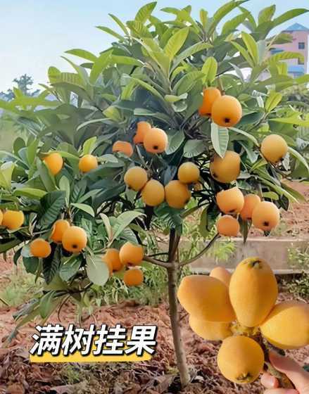浙江枇杷树苗多少钱棵 枇杷树苗怎么打顶