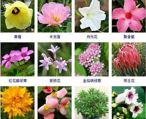 属于花种的花还有什么 花的品种有哪些