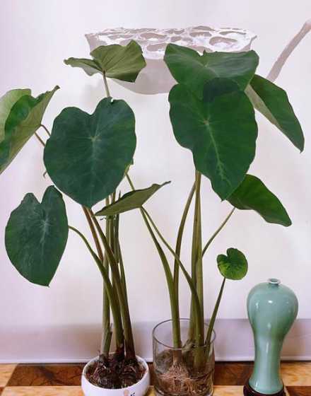 芋头盆栽冬天怎么过冬 盆栽芋头怎样浇水