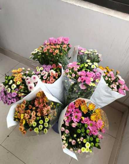 小雏菊需要怎么处理养 买了一盆小雏菊 要怎么养啊 有什么要注意的