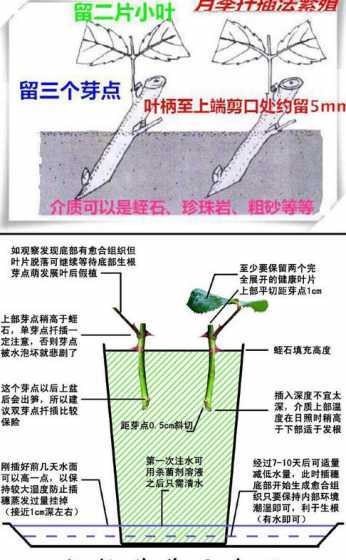 什么时候适扦插移月季 秋天扦插的月季,几月移栽比较好