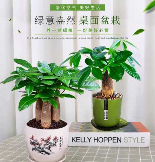 发财树怎么选盆的大小 什么尺寸的盆适合做发财树