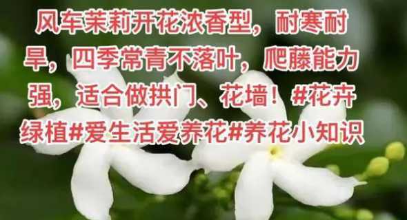 风车茉莉需要什么土壤 辛苦养了俩月的风车茉莉却是杂草,风车茉莉该怎么养