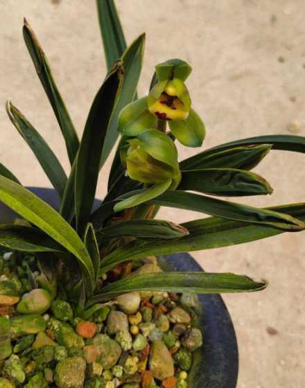 春兰种植需要什么技术 怎样种植兰草