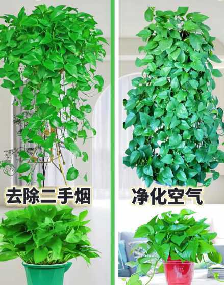 花卉盆栽室内吸甲醛 吸甲醛最快最有效的植物