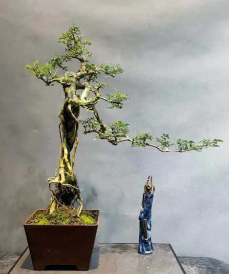 白蜡文人盆景怎么制作 对节白蜡盆景怎样做