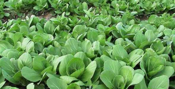 上海青适合什么季节种 上海青种植最佳时间和方法及注意事项 什么季节播种好