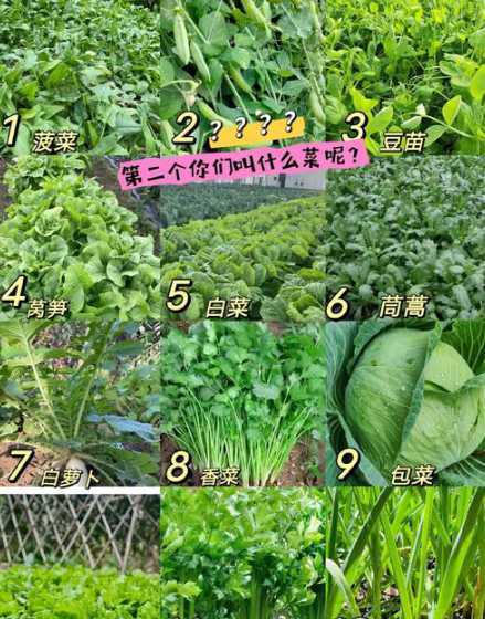 冬天种什么菜比较适合 冬天适合种植什么蔬菜