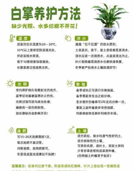 小叶白掌什么时候开花 小叶白掌和大叶的区别