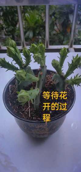 仙人掌怎么养才能开花 仙人掌怎么养才能开花(养护仙人掌的注意事项)