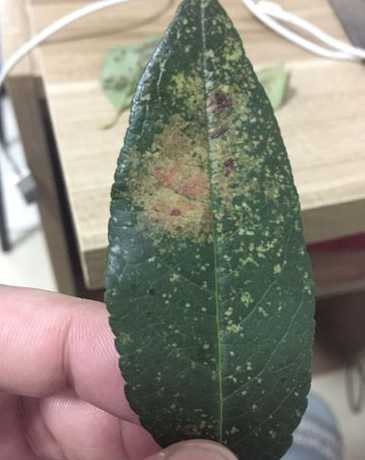四季海棠长虫子怎么办 海棠长很多黑色的小虫子怎么办