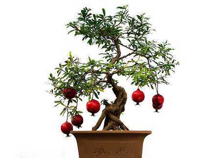 盆栽石榴怎么人工授粉 盆栽石榴怎么养